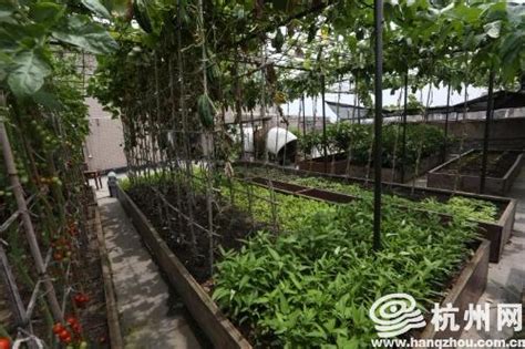 株洲这个小区“楼顶菜园”被端 居民很感激！_快讯_长沙社区通