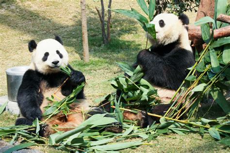 动物熊猫吃竹子_1920X1080_高清视频素材下载(编号:2877096)_实拍视频_VJ师网 www.vjshi.com
