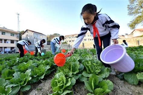 济南市盛福实验小学：家校携手，构建劳动课程体系|课程体系|体验_新浪新闻