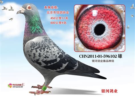 公园观赏鸽赏析-中国信鸽信息网相册