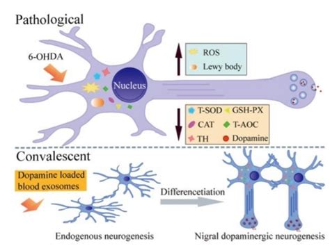 血液外泌体装载多巴胺直达大脑 用于帕金森病的治疗 - 外泌体资讯网