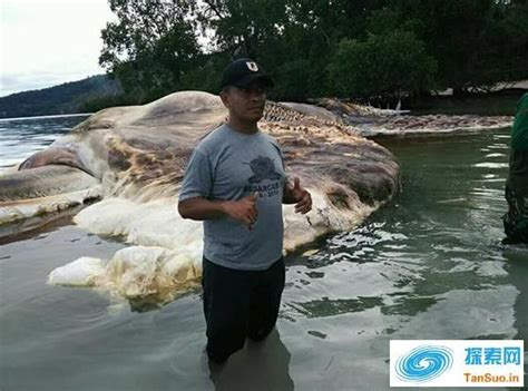 菲律宾海岸现不明巨型海洋生物尸体（图）_奇象网