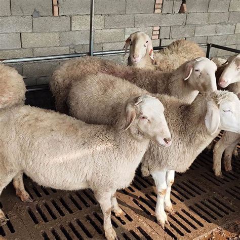 波尔山羊400斤公羊图片2个月大波尔山羊图片养殖场直供_羊羔价格_嘉祥县思源肉牛养殖场