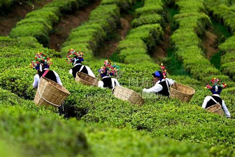 云南南涧：采摘春茶-人民图片网