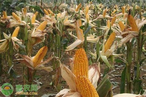 夏玉米品种前十名 - 惠农网
