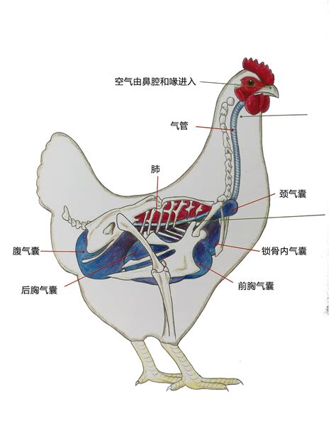 学习鸡的解剖和拍照_湖南帝王大世界科技有限公司