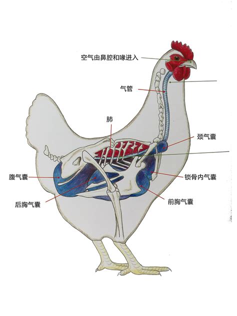 鸡解剖图图片