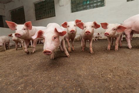 今日最新生猪期货价格行情查询（2023年7月20日） - 农产品集购网