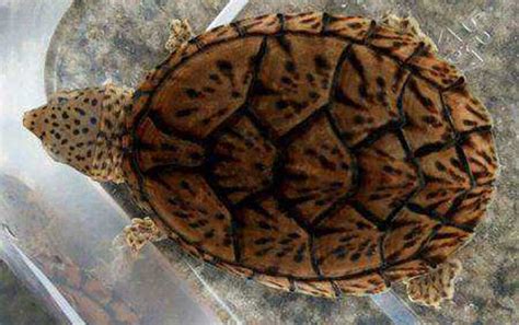 灭绝的十大凶龟：真鳄龟上榜，第一名体长三米重达一吨_排行榜123网