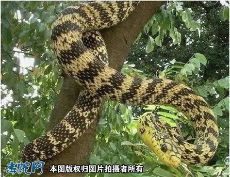 王锦蛇，也叫黄蟒蛇菜花蛇等，是一种体型比较大的无毒蛇！|贵州|浙江|王锦蛇_新浪新闻