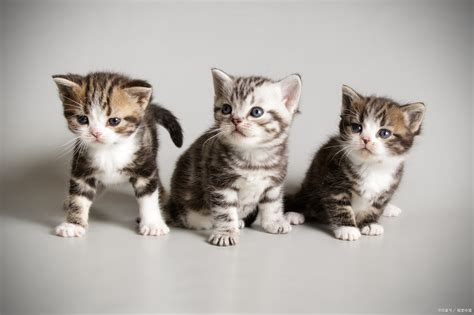 第一次养猫选择什么品种？推荐6款最好养的猫给你