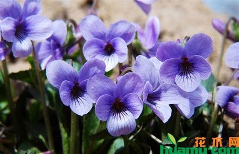 紫花地丁种子怎么种?-种植技术-中国花木网