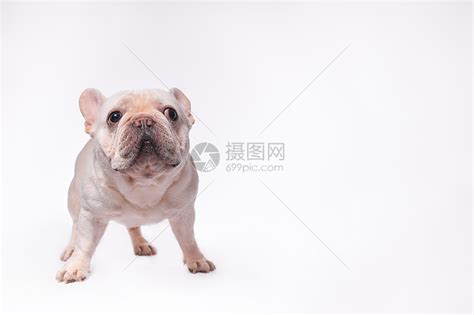 法斗图片
