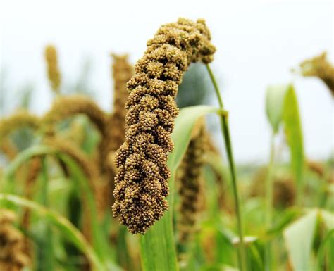 小米植物图片