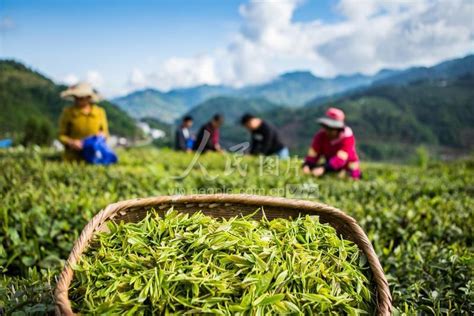 记录生活 篇一百二十：高山云雾绿茶，绿茶中的好茶_绿茶_什么值得买