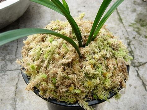 水苔图片
