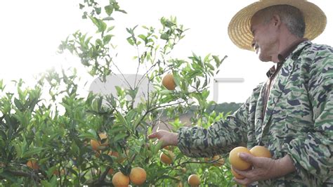 原定9天的“滨江森林公园柑橘采摘节”改为2天，共青森林公园菊花展一天来了4万多人 - 周到