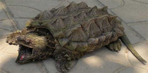 乌龟种类大全大图图片