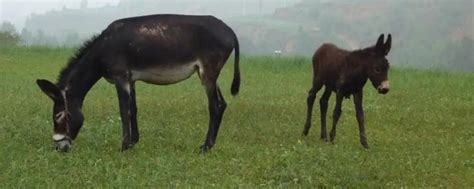 驴和马如何交配 - 农敢网
