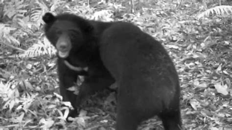 四川专家救援被猎套圈住的野生黑熊 5个月前曾有3人被咬死_凤凰网视频_凤凰网