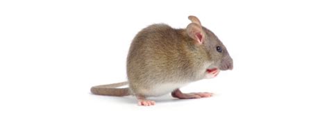 老鼠的尾巴可以起到什么作用，老鼠的生活习性如何 - 农敢网