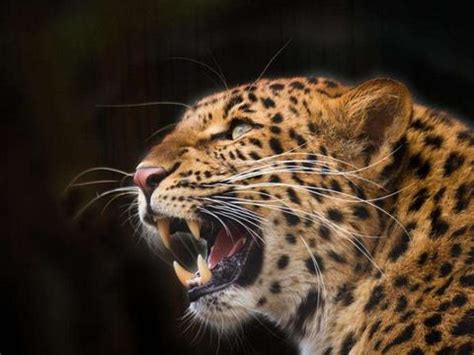 拥有“北京户口”的华北豹被发现，科技助力濒危动物保护 - 中国自然保护区生物标本资源共享平台