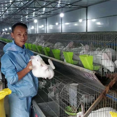 獭兔的养殖前景如何？100只獭兔养殖利润分析 - 惠农网