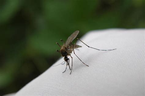 O型血的人更招蚊子？提醒：比起血型，这5类人更容易被“盯上”|蚊子|血型|二氧化碳_新浪新闻