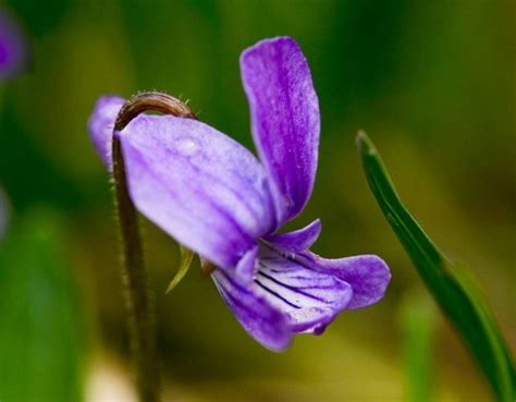 紫花地丁图片 - 花百科