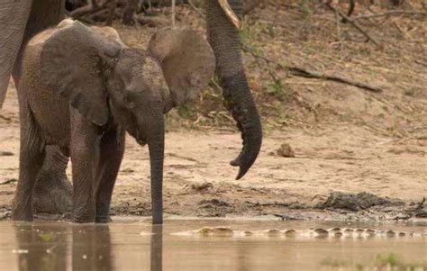 大象河边喝水, 小象鼻子被鳄鱼咬住, 大象几秒就把鳄鱼踩死 - 360娱乐，你开心就好