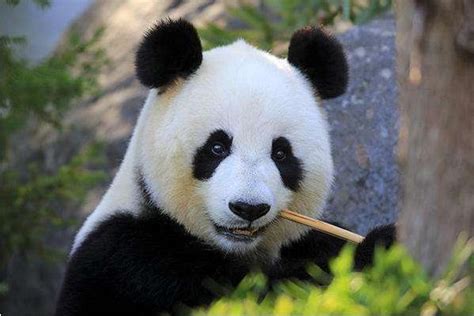 熊猫 国宝 四川 熊猫4k壁纸_4K动物图片高清壁纸_墨鱼部落格