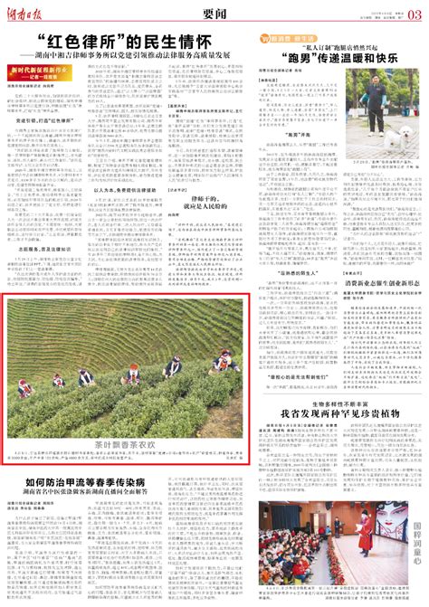 图片新闻丨茶叶飘香茶农欢 华声在线永州频道