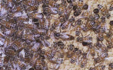 我国养殖的蜜蜂有哪些？除了中蜂和意蜂，这些蜂种也是大名鼎鼎! 天马蜂