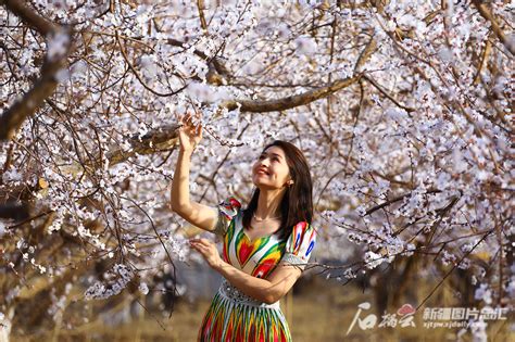 “杏福树下”呼和浩特市回民区第十二届乌素图杏花节开幕