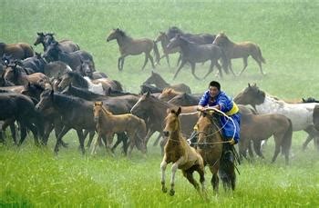 蒙古驯马,蒙古人,蒙语_大山谷图库