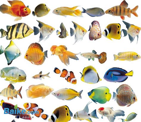 观赏鱼的种类,观赏鱼养殖技巧,观赏鱼的给水和换水,观赏鱼吃什么食物_齐家网