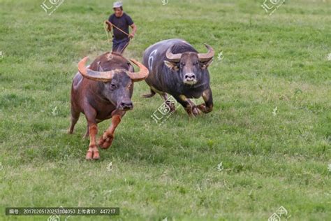 西班牙斗牛图片-被公牛践踏的斗牛士素材-高清图片-摄影照片-寻图免费打包下载