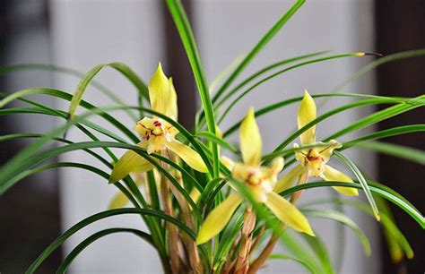香味最浓的3种兰花，室内养殖香喷喷-行业新闻-中国花木网