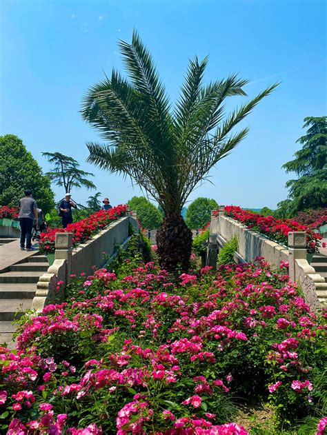 杭州·西湖景区·花圃现在月季花盛开之时-风景照-19摄区-杭州19楼