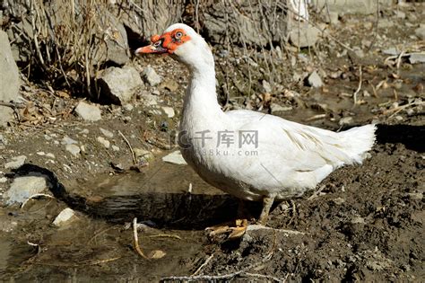 珍珠鸭图片