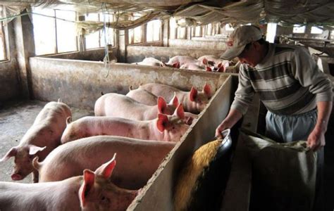 国家养猪补贴政策2020标准（2022养猪环保补贴标准）_草根科学网