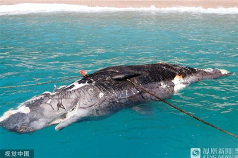 土耳其：3米长鲸鱼尸体被冲上海滩_凤凰网