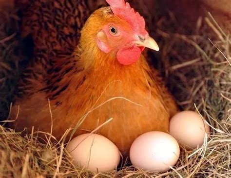 进入母鸡，母鸡孵蛋时出来了又进去了没事吧|admin_人人点