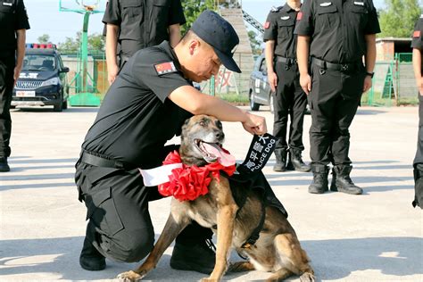 武警警犬：1条可抵20名士兵-中国长安网