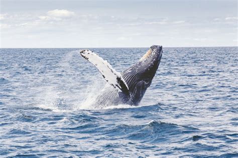 潜向更深处，探寻蓝鲸的声音世界 - 知乎