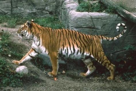 虎，最大的猫科动物高清图片下载-正版图片500020735-摄图网