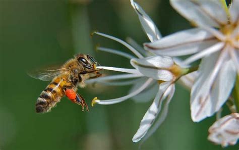 如何保护蜜蜂-百度经验
