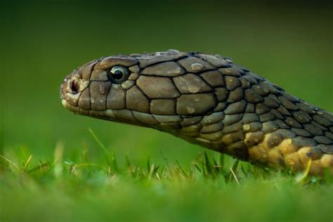 眼镜王蛇的天敌,带你进入眼镜王蛇的自然传奇 - 神奇生物 - 一一奇闻