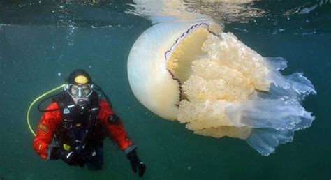潜水员在墨西哥巴亚尔塔港外水域遇上罕有巨大水母 - 神秘的地球 科学|自然|地理|探索