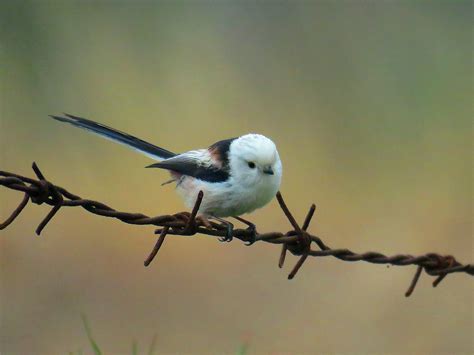 银喉长尾山雀：张掖黑河湿地国家级自然保护区 - 江西林科网